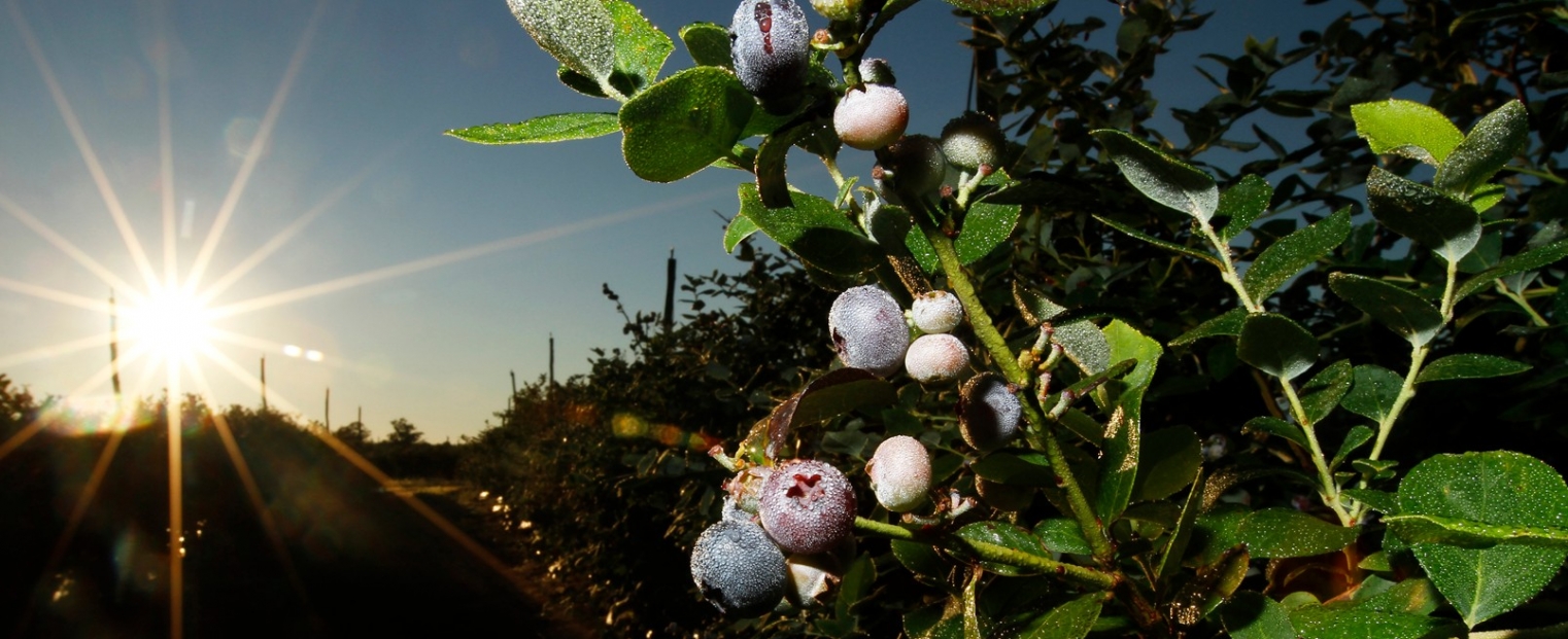 arandanos3