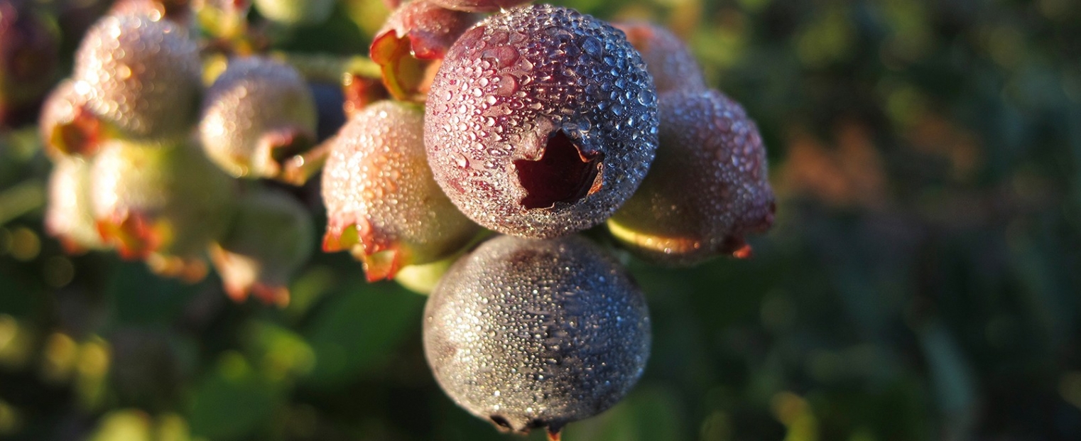 arandanos7