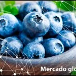 Mercadoglobalsp