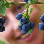 A seasonal worker picks blueberries on June 28, 2009 at a farm in Klaistow, eastern Germany, where blueberries are cultivated on an area of 55 hectares.   AFP PHOTO DDP/ MICHAEL URBAN   GERMANY OUT (Photo credit should read MICHAEL URBAN/AFP/Getty Images)