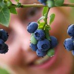 A seasonal worker picks blueberries on June 28, 2009 at a farm in Klaistow, eastern Germany, where blueberries are cultivated on an area of 55 hectares.   AFP PHOTO DDP/ MICHAEL URBAN   GERMANY OUT (Photo credit should read MICHAEL URBAN/AFP/Getty Images)