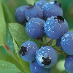 blueberry_dew-Hansen-800
